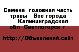 Семена (головная часть))) травы - Все города  »    . Калининградская обл.,Светлогорск г.